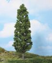 Beech tree, 27cm